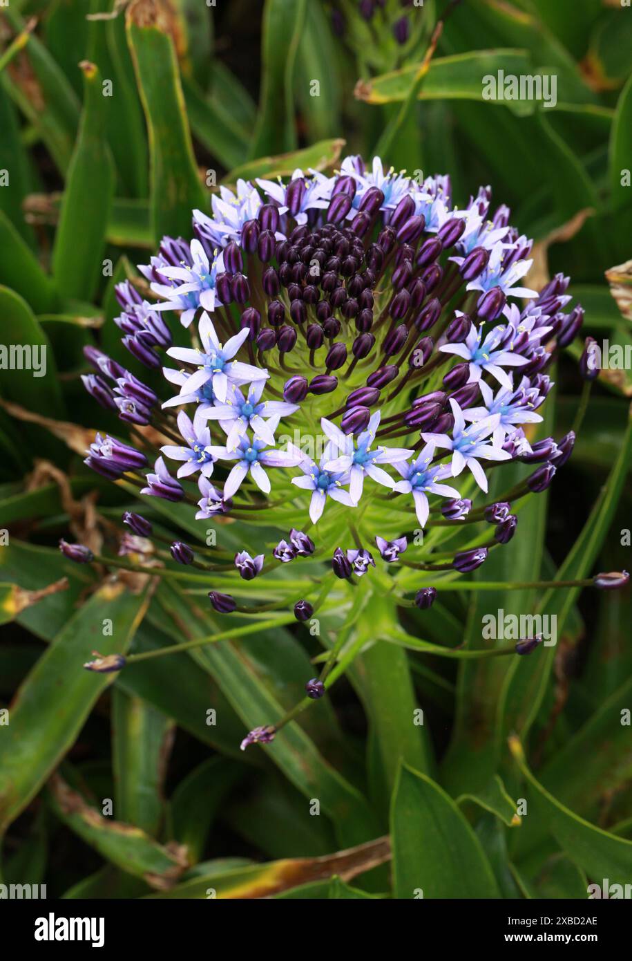 Lys cubains ou courge portugaise, Scilla peruviana, Asparagaceae. Méditerranée, Portugal, Ibérie, Italie, Afrique du Nord-Ouest. Banque D'Images