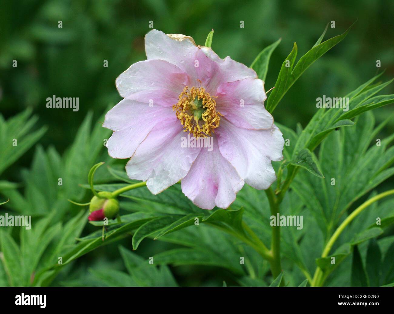 Pivoine, Paeonia veitchii, Paeoniaceae. Chine occidentale. Banque D'Images