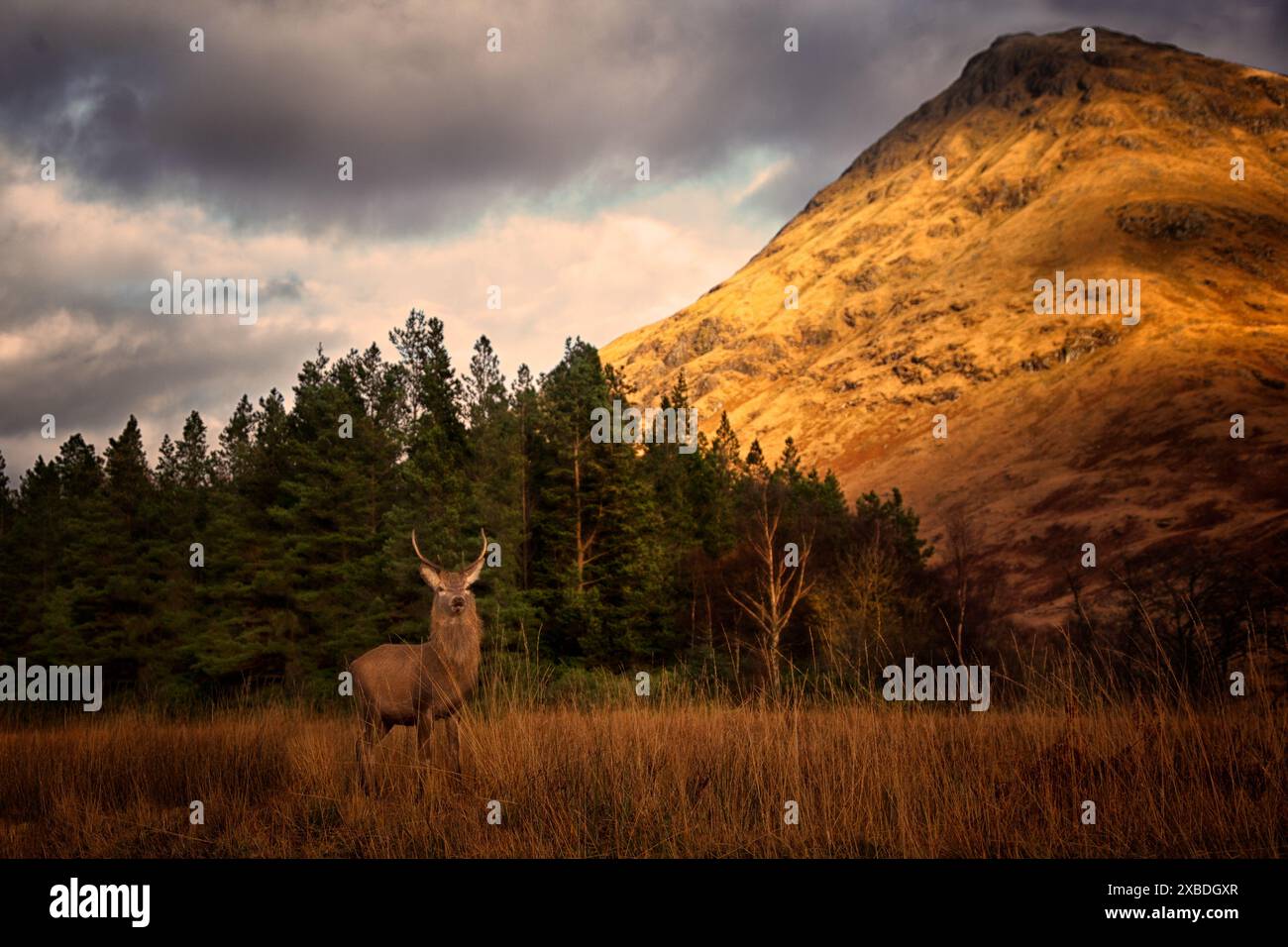 Cerf à Glen Etive. Banque D'Images