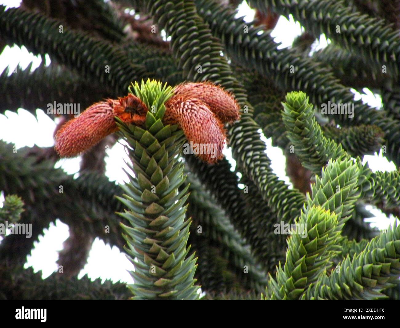 L'Araucaria, aussi appelé le pin araucanien Banque D'Images