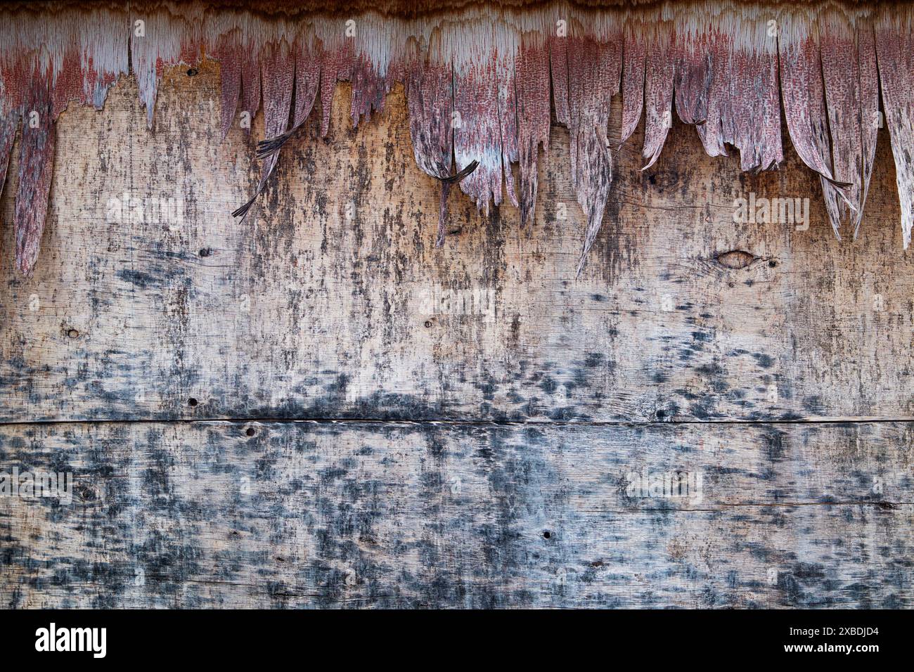 Mur altéré avec peinture écaillée, revêtement vieilli et clous visibles Banque D'Images