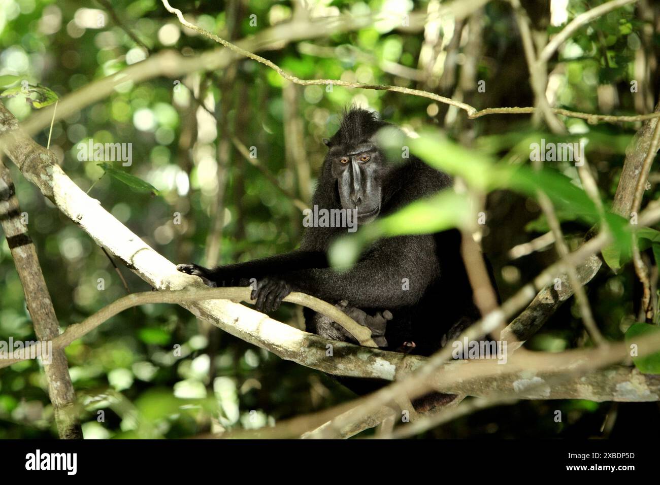 Un macaque à crête (Macaca nigra) se repose à l'ombre dans la forêt de Tangkoko, Sulawesi du Nord, Indonésie. Banque D'Images