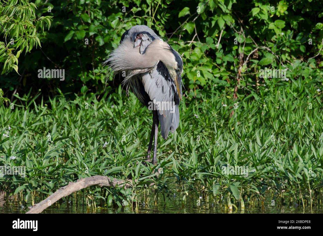 Grand héron bleu, Ardea herodias, prêening Banque D'Images