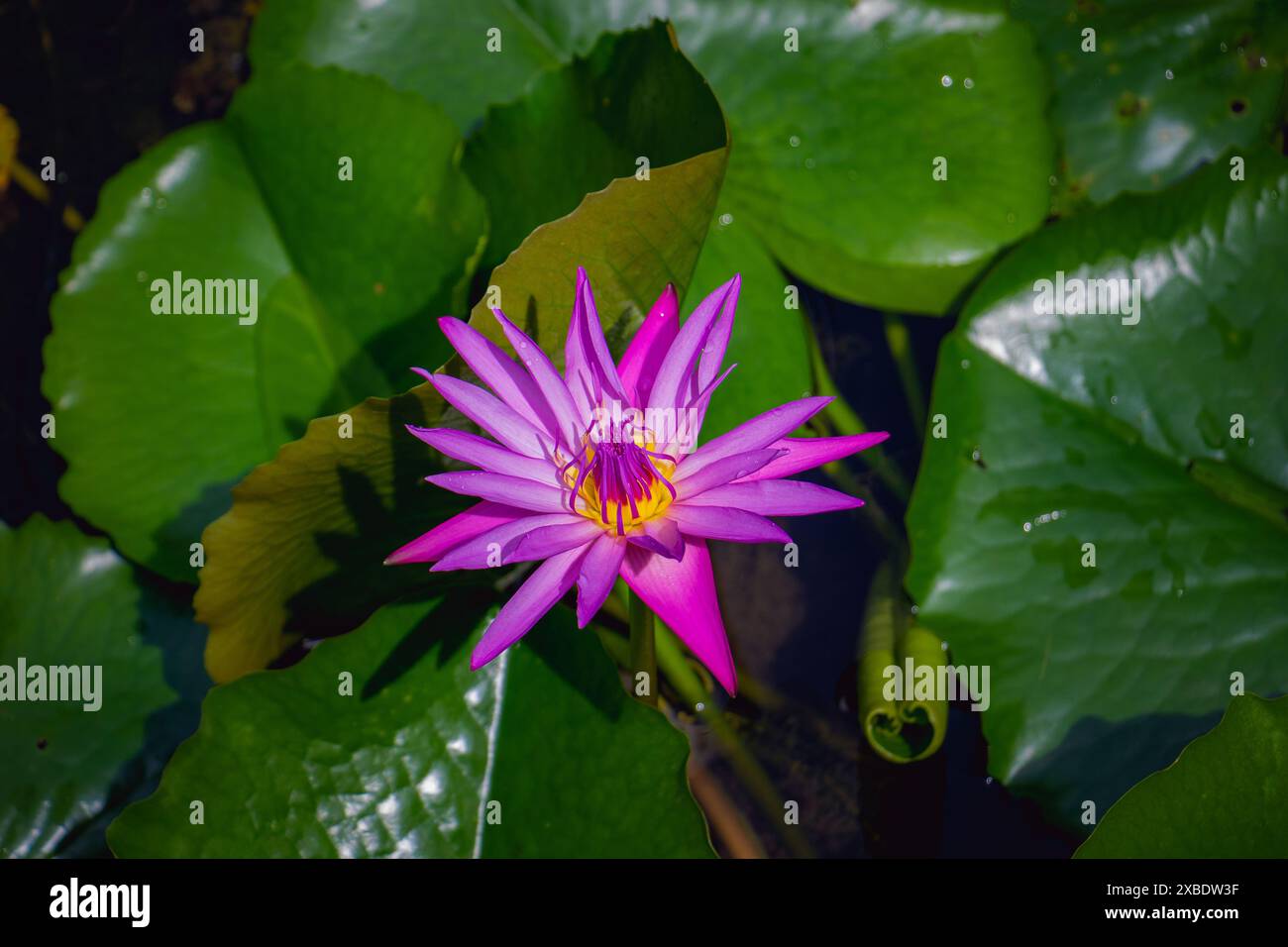 Lotus rose, fleur de nénuphar rose entourée de feuilles vertes dans l'eau. Banque D'Images