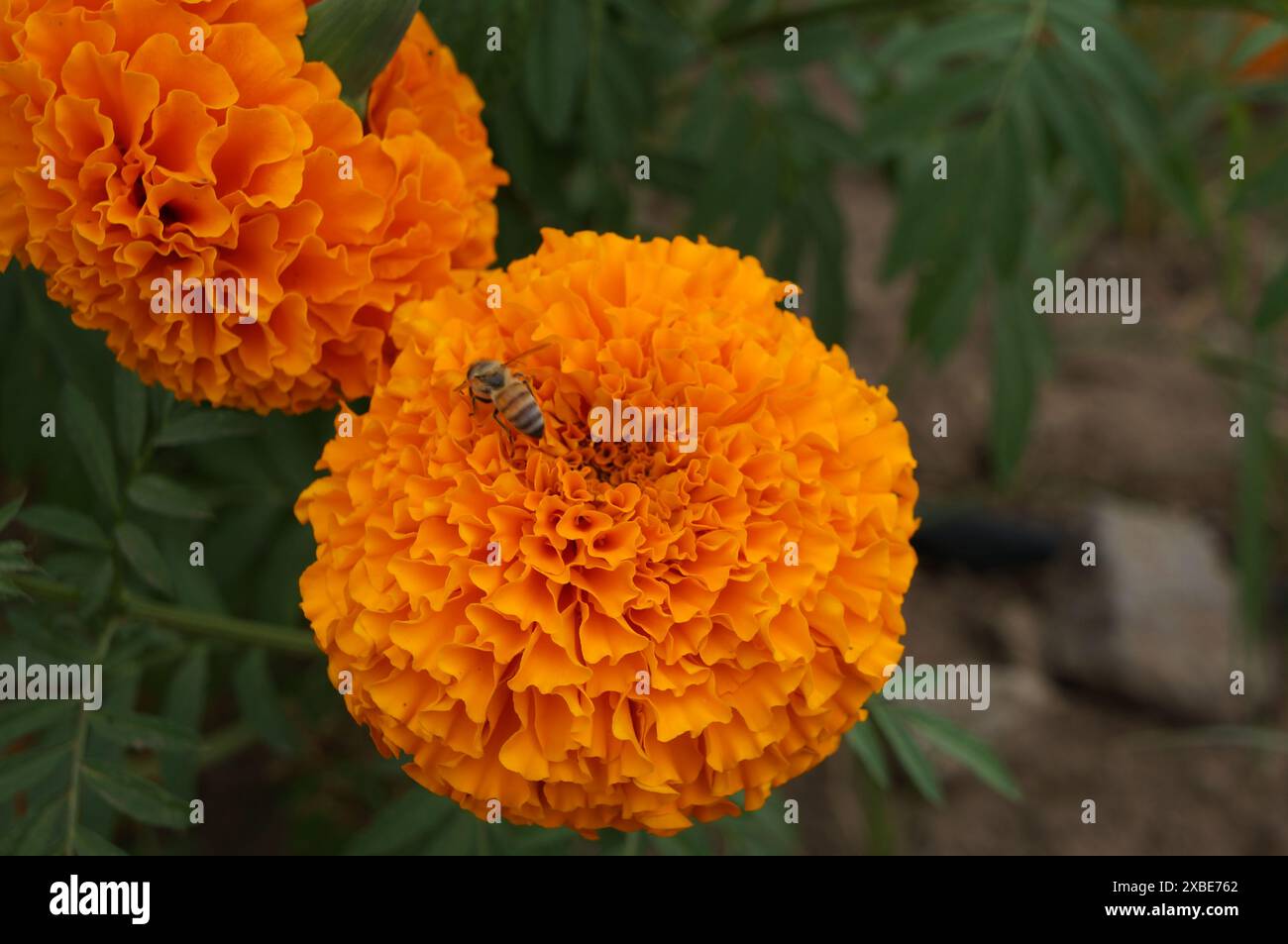 Abeille sur le souci mexicain Banque D'Images