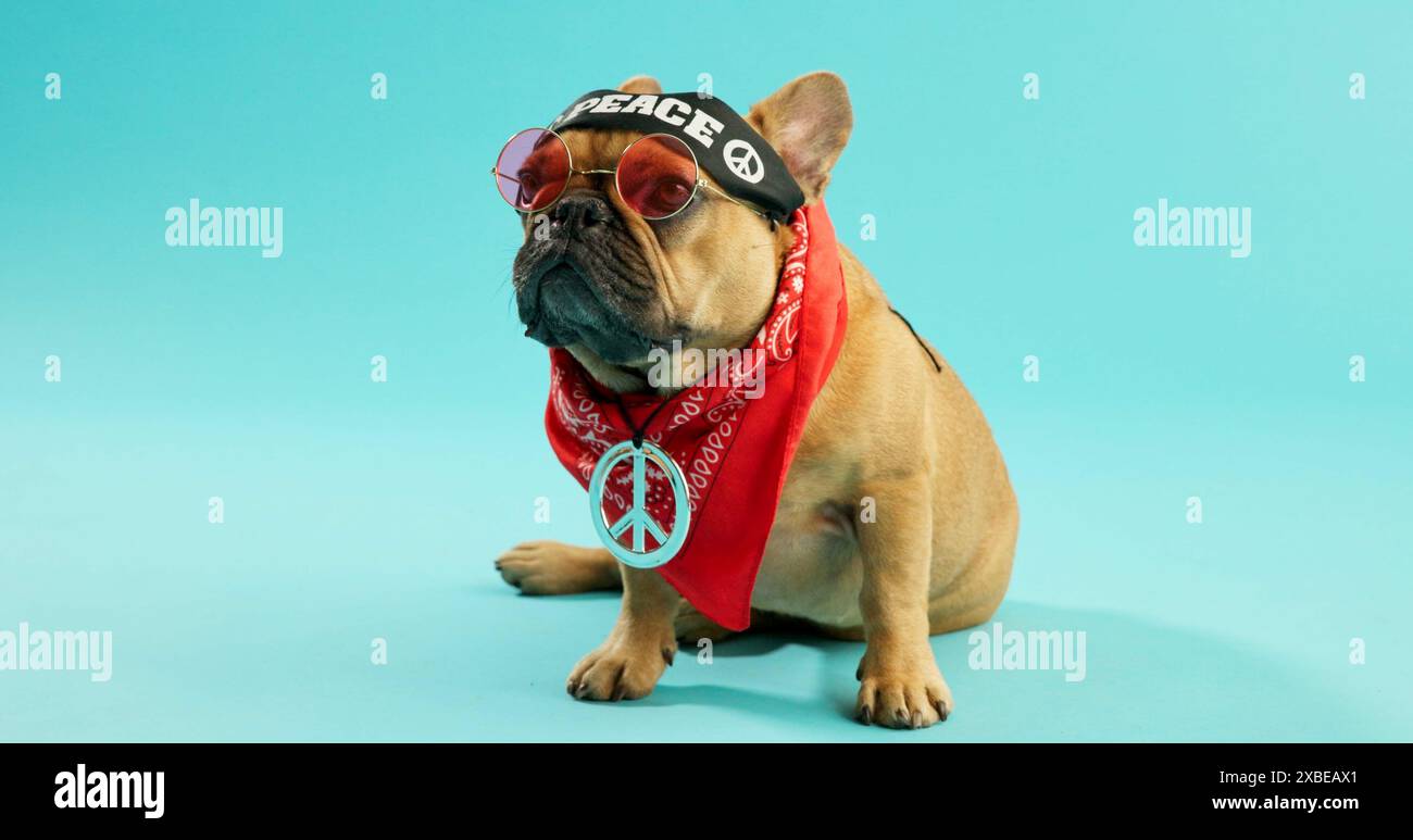 Chiens, vêtements et bouledogue français en studio avec paix, bandeau et, mode ou esthétique sur fond bleu. Animal de compagnie, verres et chiot frais avec Banque D'Images