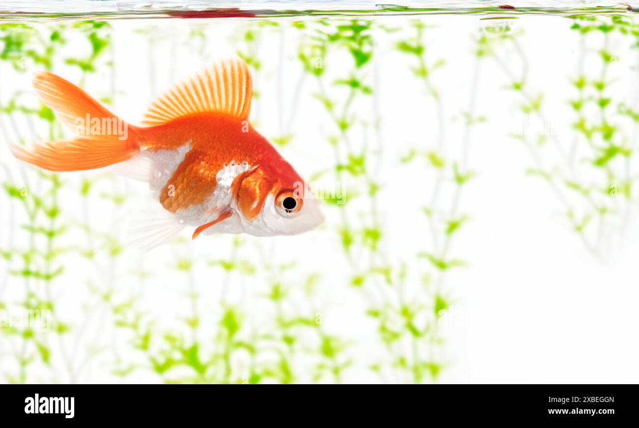 poisson rouge doré dans l'aquarium en face de fond blanc Banque D'Images