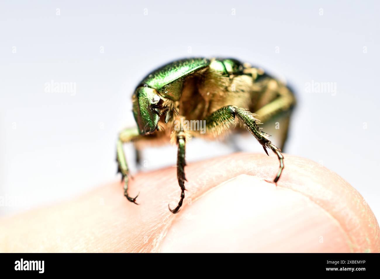 Gros plan de coléoptère en bronze sur un fond clair. Photo de haute qualité Banque D'Images