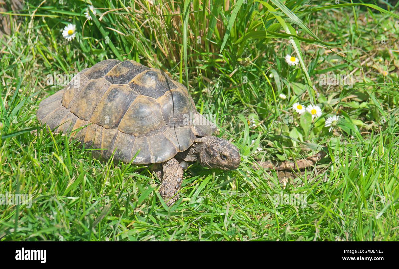 Tortue marginalisée marchant dans l'herbe. Jardins de fleurs de Testudo marginata, Vienne, Autriche Banque D'Images Tortue marginalisée marchant dans l'herbe. Jardins de fleurs de Testudo marginata, Vienne, Autriche Banque D'Images