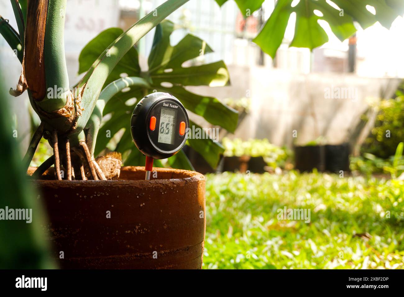 Testeur DE PH-mètre dans le sol. Mesurez l'acidité et l'humidité du sol avec un appareil numérique Banque D'Images