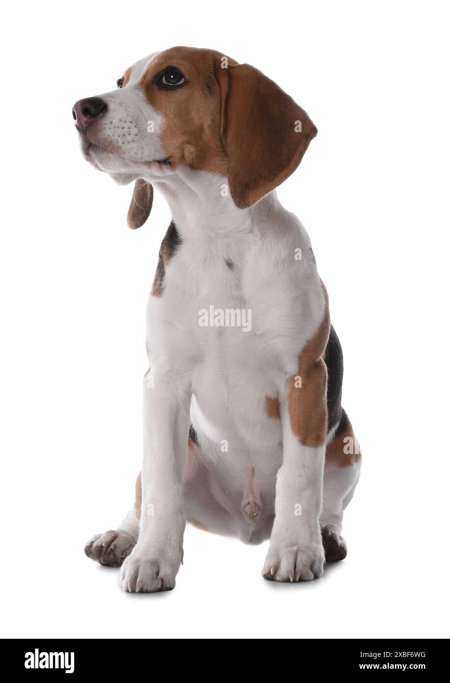 Mignon Beagle chiot sur fond blanc. Animal adorable Banque D'Images