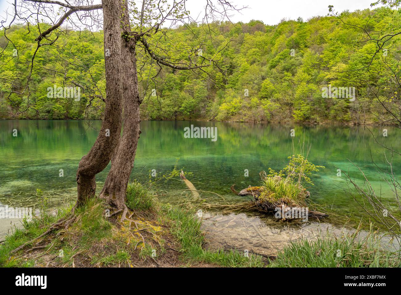 Plitvicer See im Nationalpark Plitvicer Seen, Kroatien, Lac Europa du Parc National des Lacs de Plitvice, Croatie, Europe *** Lac des Lacs de Plitvice Banque D'Images