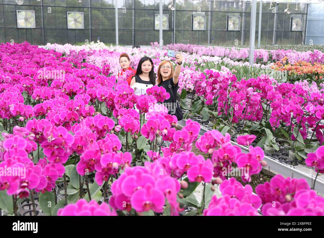 CHONGQING, CHINE - 3 OCTOBRE 2019 - les touristes prennent des photos de fleurs de phalaenopsis à l'atelier de fleurs d'Israël à Chongqing, Chine, le 3 octobre 2019 Banque D'Images
