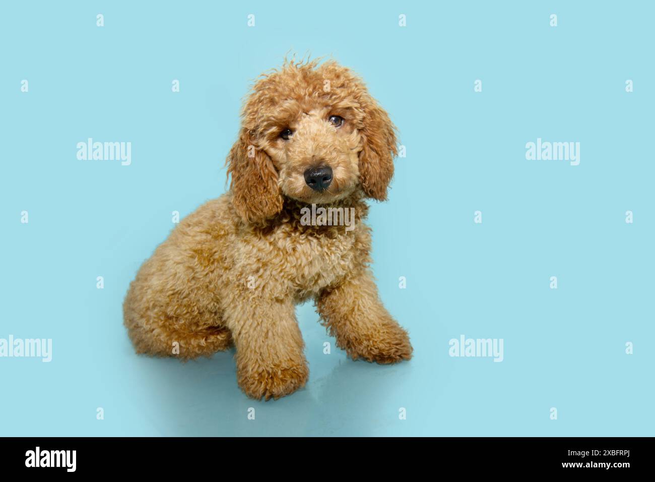 Profil abricot chiot caniche chien assis et dressé. Isolé sur fond pastel bleu Banque D'Images