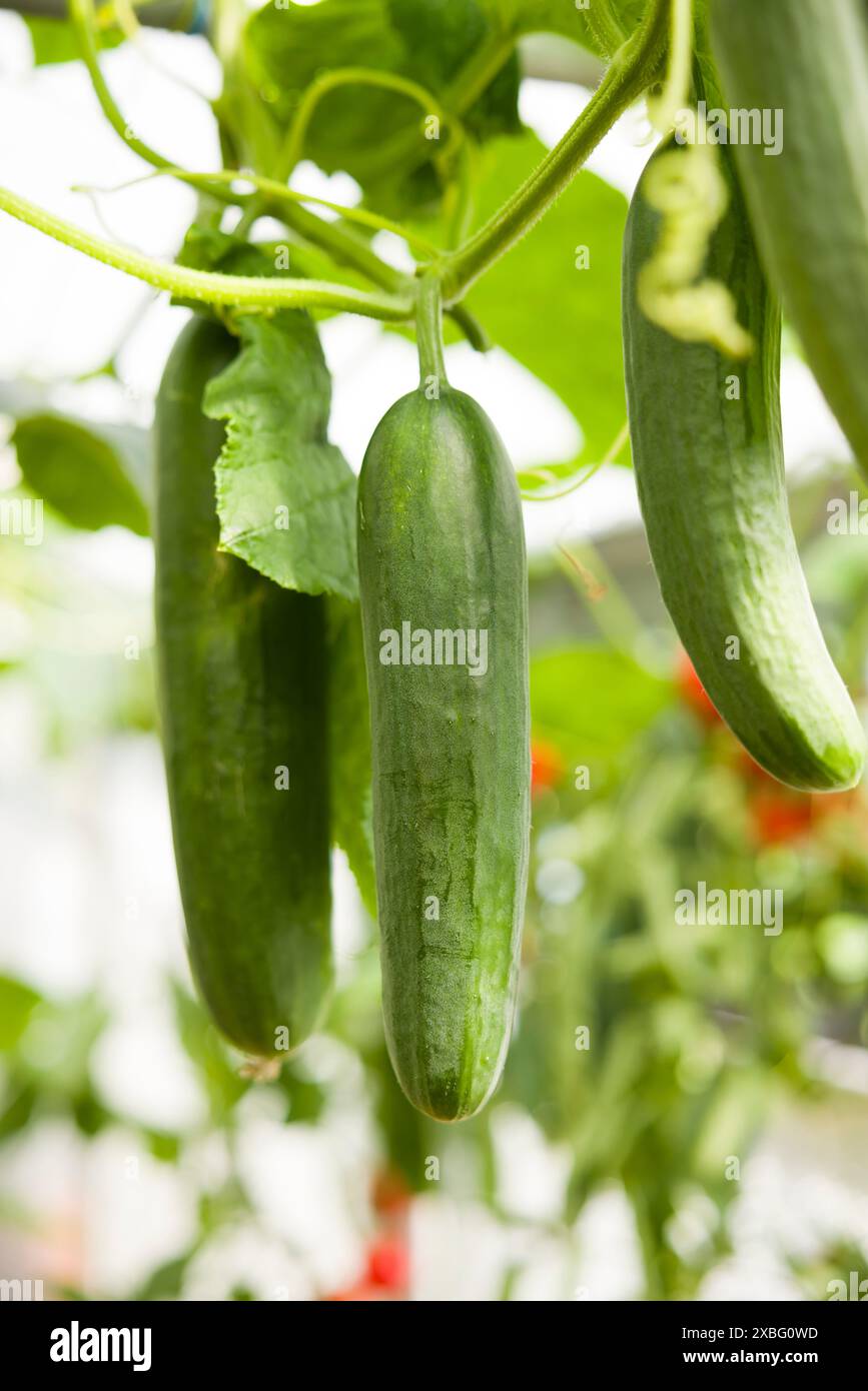 Concombres mûrs poussant sur une vigne de plante de concombre dans une serre, Royaume-Uni Banque D'Images
