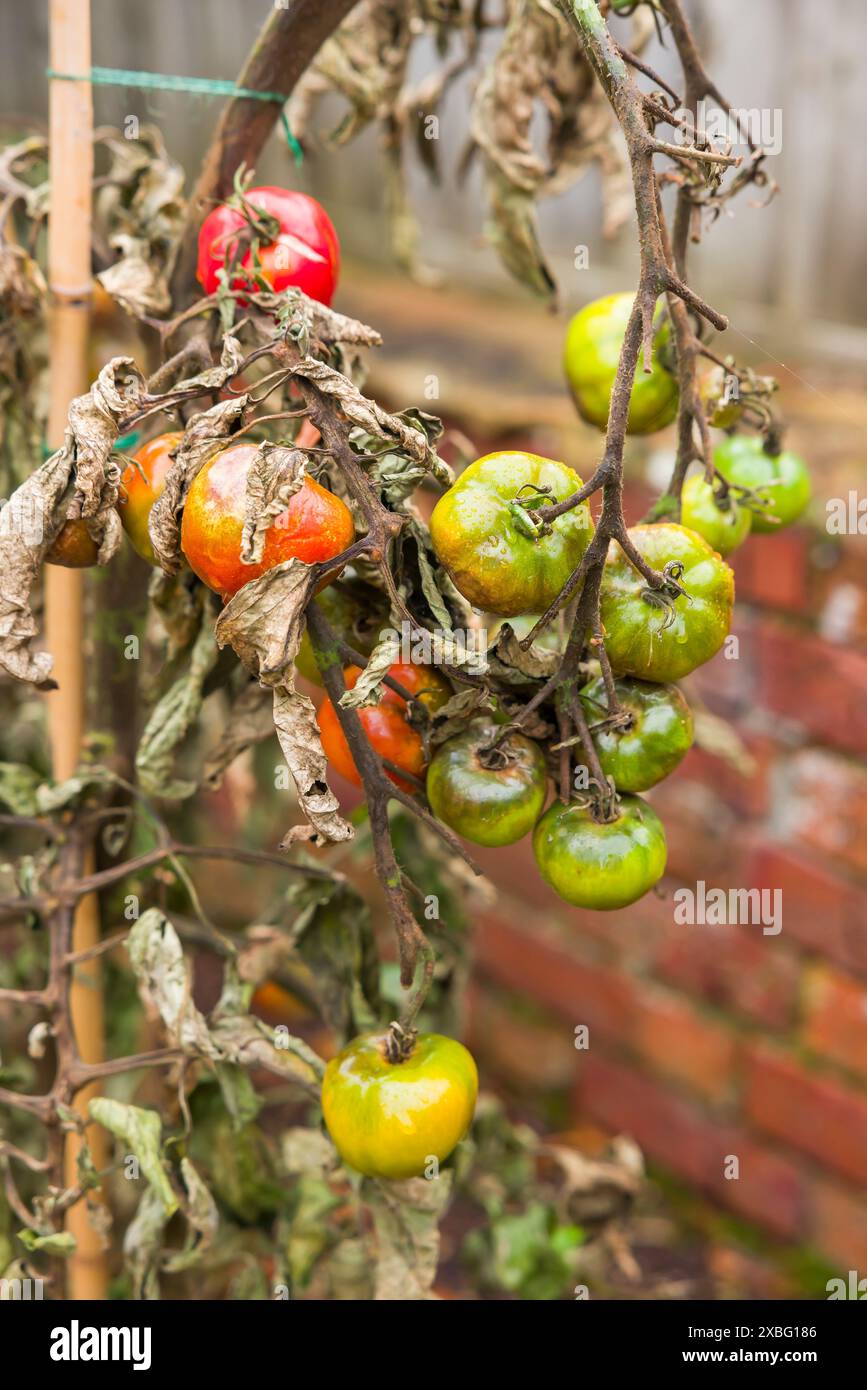 Problèmes de tomate. Gros plan du mildiou de la tomate (phytophthora infestans), plantes aux feuilles fanées Banque D'Images