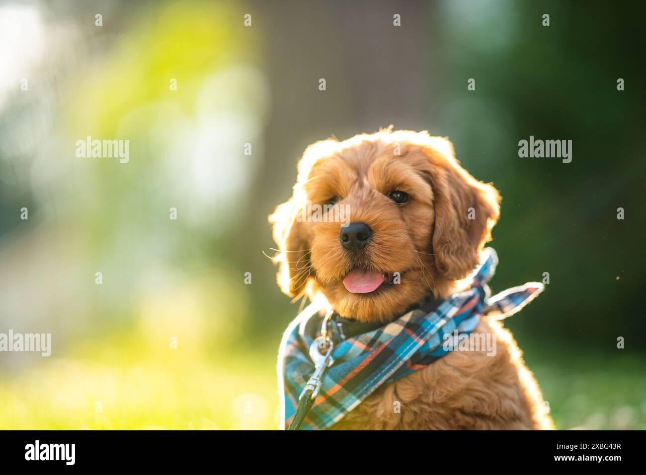 Chiot heureux dehors avec sa langue dehors Banque D'Images