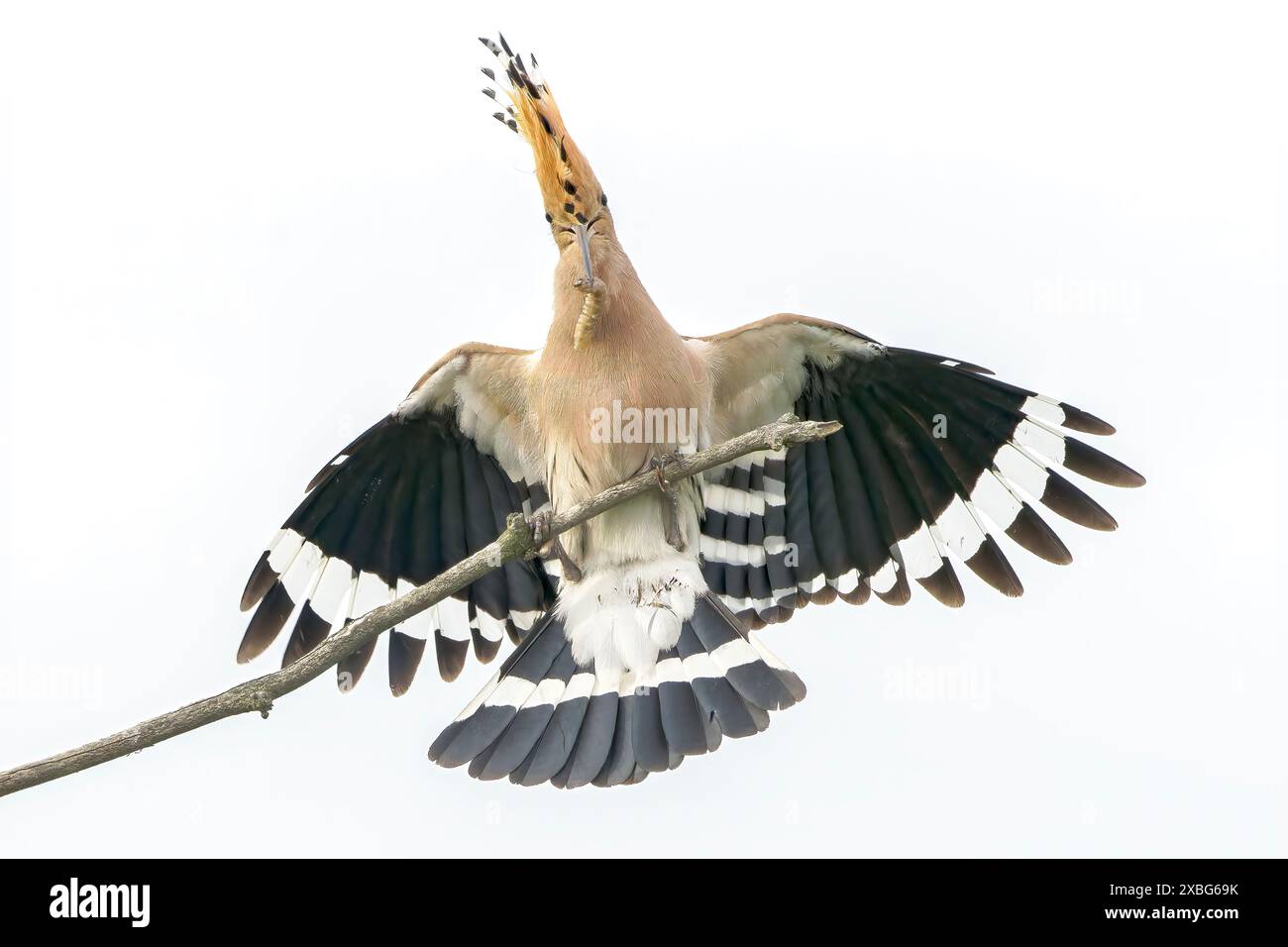Hoopoe eurasien, épops Upupa, atterrissage adulte seul sur branche, Hortobagy, Hongrie Banque D'Images