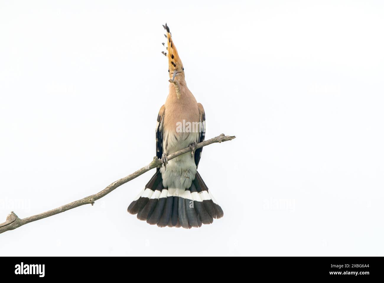 Hoopoe eurasien, épops Upupa, adulte seul, perché sur la branche avec le larmier dans son bec, Hortobagy, Hongrie Banque D'Images