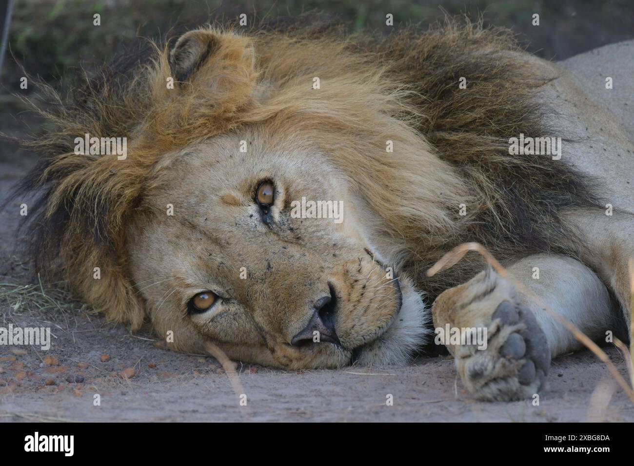 Lion mâle au repos dans le parc national du Masaï Mara au Kenya Banque D'Images