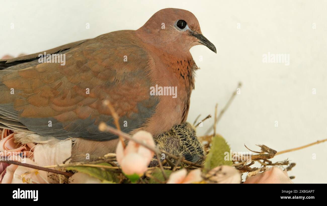 Colombe et ses poussins à l'intérieur nid avec fond blanc. Garde des oiseaux. Espace ouvert. Focalisé sélectif. Banque D'Images