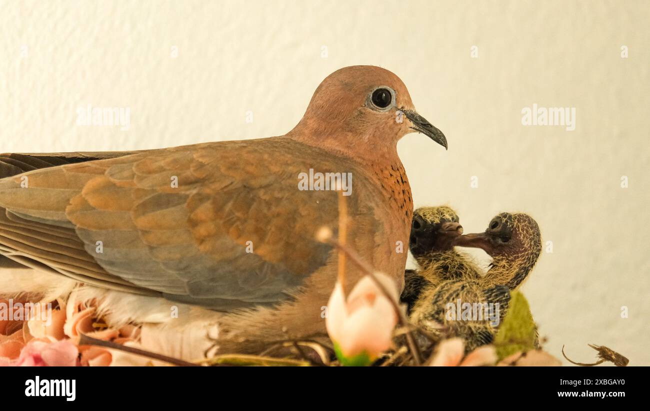 Colombe et ses poussins à l'intérieur nid avec fond blanc. Garde des oiseaux. Espace ouvert. Focalisé sélectif. Banque D'Images