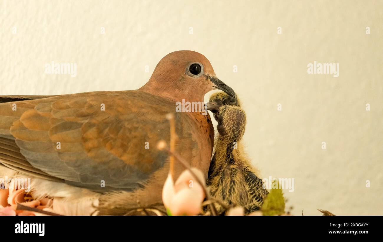 Colombe et ses poussins à l'intérieur nid avec fond blanc. Garde des oiseaux. Espace ouvert. Focalisé sélectif. Banque D'Images