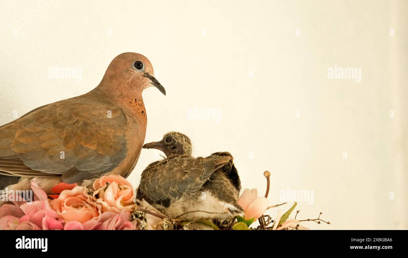 Colombe et ses poussins à l'intérieur nid avec fond blanc. Garde des oiseaux. Espace ouvert. Focalisé sélectif. Banque D'Images