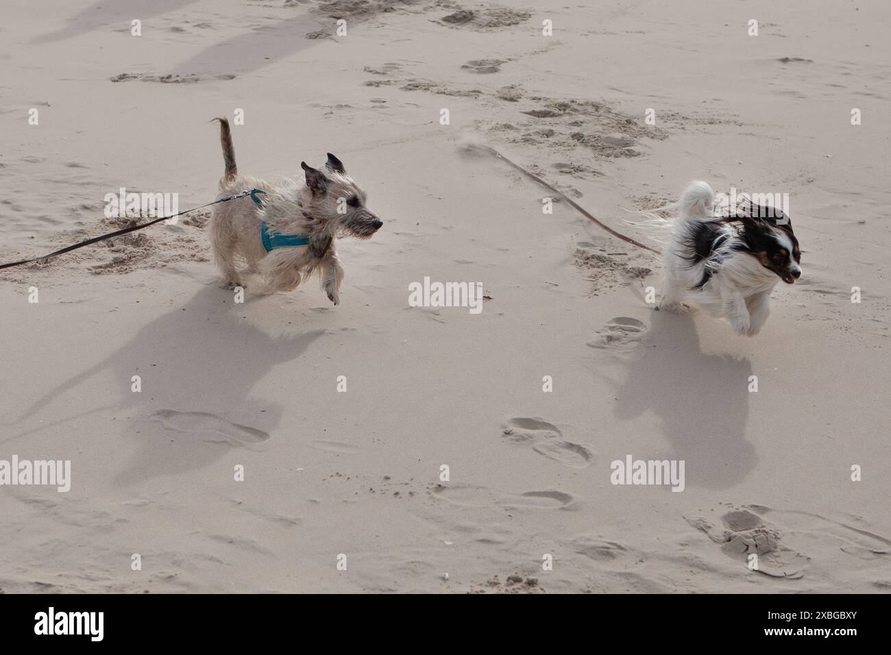Deux chiens jouant sur Sandy Beach Banque D'Images