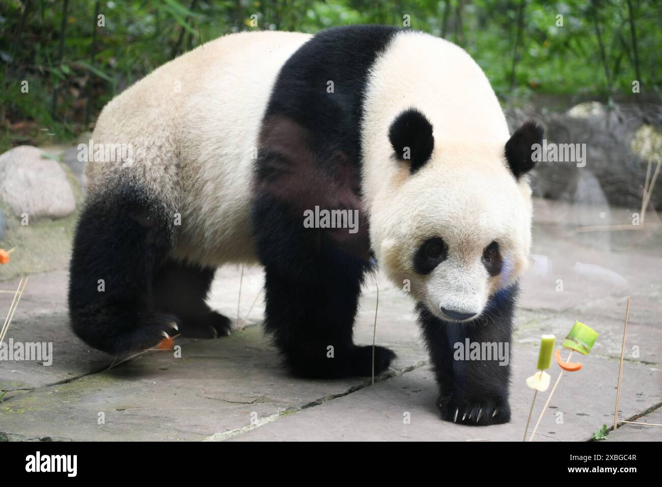 (240612) -- CHENGDU, 12 juin 2024 (Xinhua) -- le panda géant Xiang Xiang est vu à la base ya'an du Centre chinois de conservation et de recherche pour le panda géant dans la province du Sichuan, au sud-ouest de la Chine, le 12 juin 2024. De nombreux visiteurs ont visité la base ya'an du Centre chinois de conservation et de recherche pour le panda géant dans la province du Sichuan, dans le sud-ouest de la Chine, pour célébrer mercredi le septième anniversaire de la femme panda géante Xiang Xiang. Xiang Xiang est né au zoo d'Ueno à Tokyo au Japon le 12 juin 2017 de Shin Shin (femelle) et Ri Ri (mâle), deux pandas géants prêtés par la Chine, où les propriétaires Banque D'Images