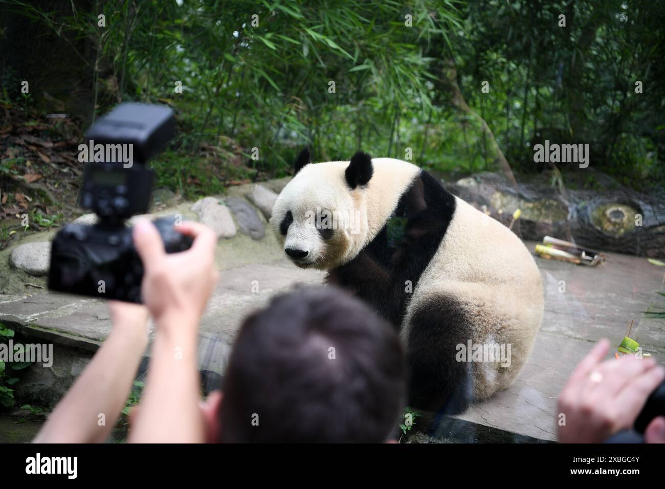 (240612) -- CHENGDU, 12 juin 2024 (Xinhua) -- le panda géant Xiang Xiang est vu à la base ya'an du Centre chinois de conservation et de recherche pour le panda géant dans la province du Sichuan, au sud-ouest de la Chine, le 12 juin 2024. De nombreux visiteurs ont visité la base ya'an du Centre chinois de conservation et de recherche pour le panda géant dans la province du Sichuan, dans le sud-ouest de la Chine, pour célébrer mercredi le septième anniversaire de la femme panda géante Xiang Xiang. Xiang Xiang est né au zoo d'Ueno à Tokyo au Japon le 12 juin 2017 de Shin Shin (femelle) et Ri Ri (mâle), deux pandas géants prêtés par la Chine, où les propriétaires Banque D'Images