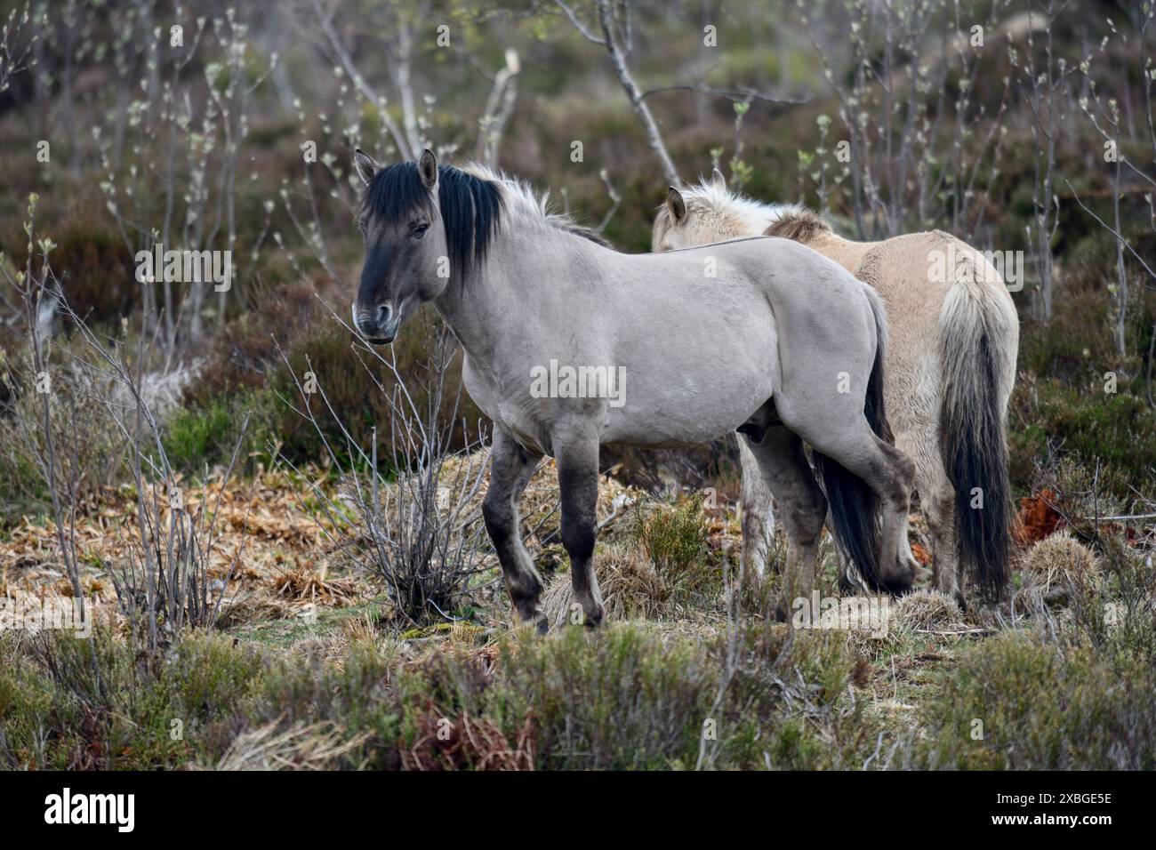 Konik, cheval sauvage, deux poulains jouant, Schliffkopf, Parc National de la Forêt Noire, Allemagne, Europe, AUTORISATION-ADDITIONNELLE-INFO-NON-DISPONIBLE Banque D'Images