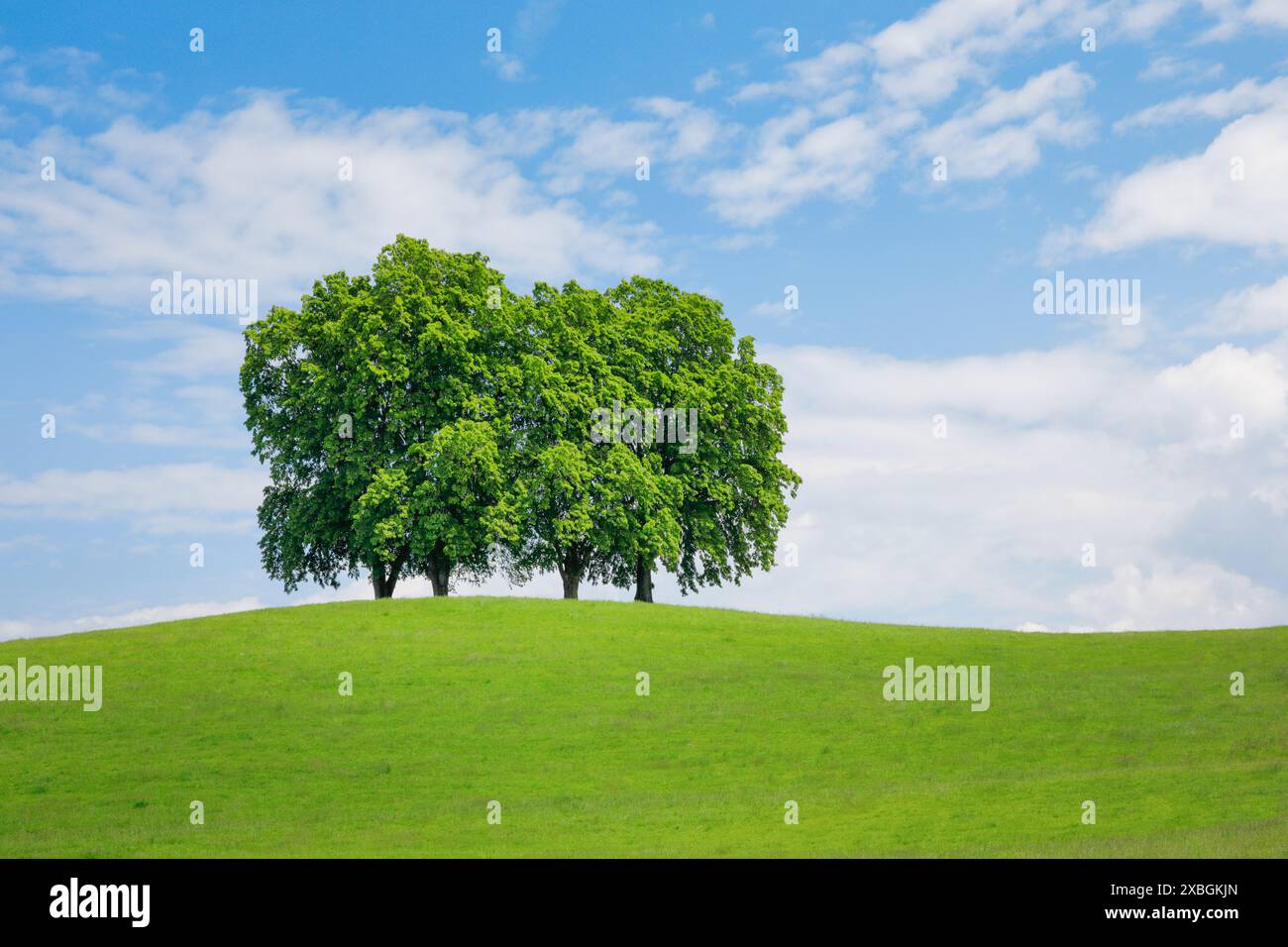 Botanique, 4 couchettes sur colline en champ vert, Gossau obtenu Gallen, Suisse, NO-EXCLUSIVE-USE FOR FOLD-CARD-GREETING-CARD-POSTCARD-USE Banque D'Images