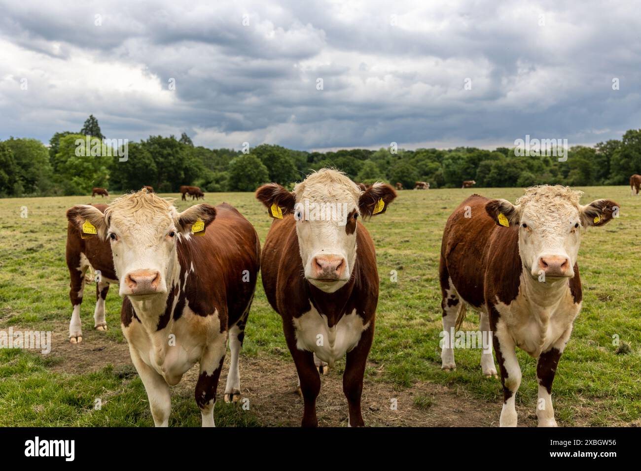 Hared beef vaches hereford dans un champ sur une ferme en Angleterre. Bétail anglais dans une prairie paissant sur pâturage au printemps. Herbe verte poussant dans un paddock Banque D'Images
