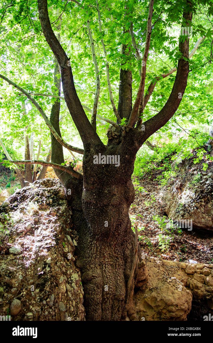Énorme tronc d'arbre. Banque D'Images