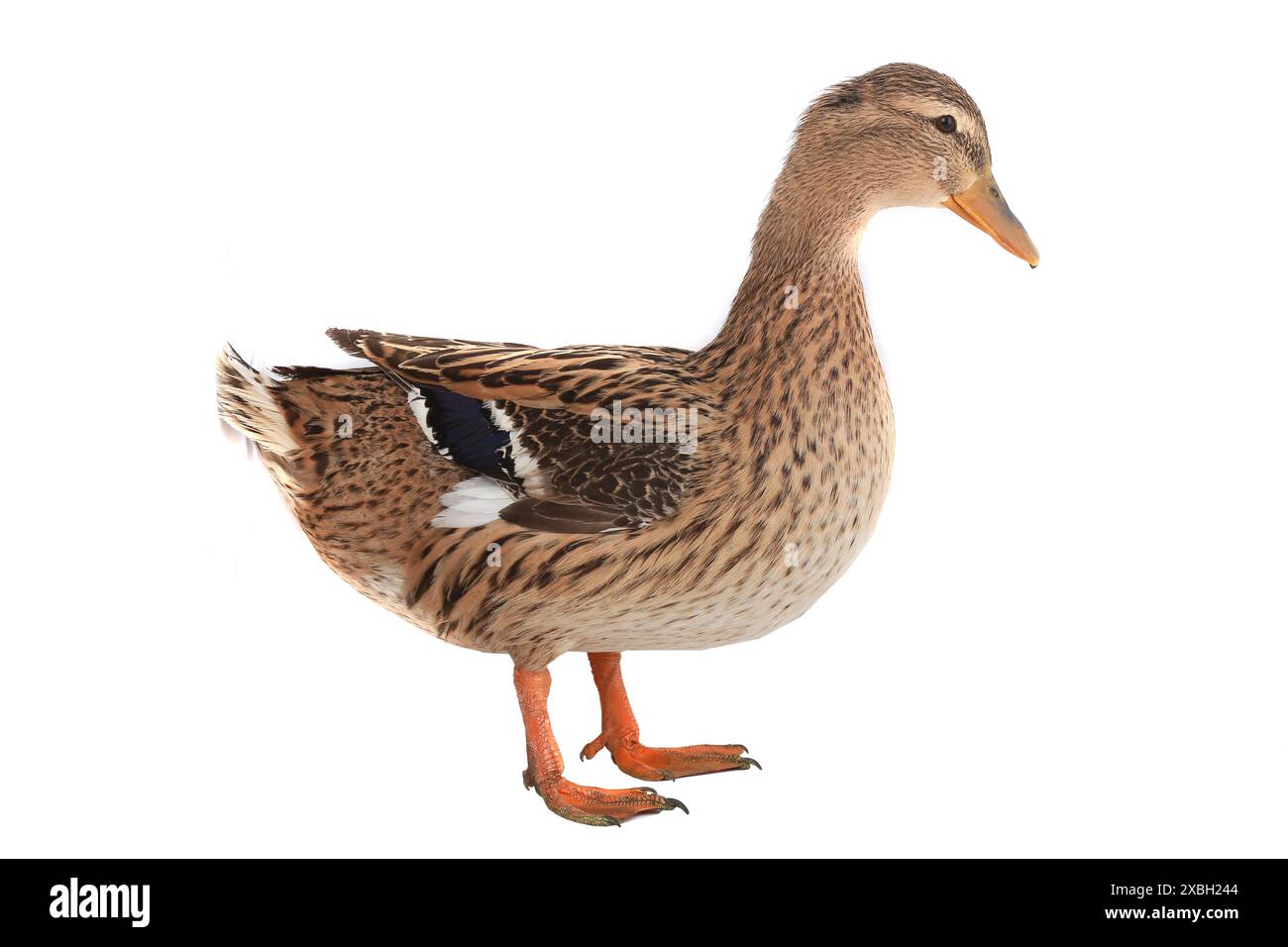 canard sauvage sur fond blanc Banque D'Images