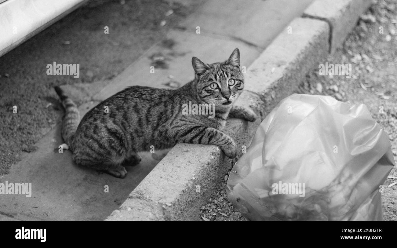 Chat de rue allant pour un sac poubelle, malheureusement il est plein de vieux papiers. Banque D'Images