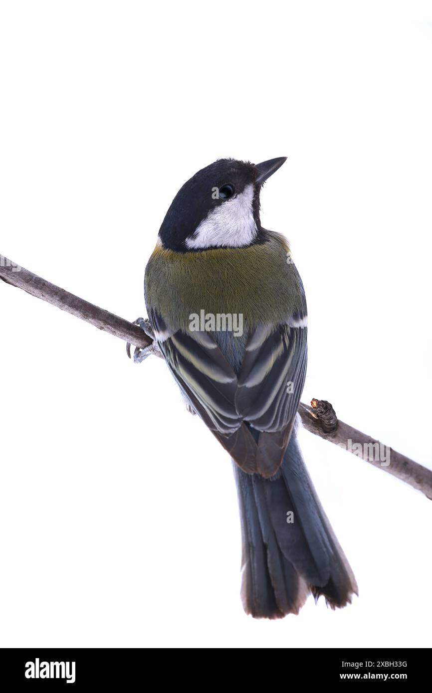 grand titmouse isolé sur un fond blanc, photographiant en studio Banque D'Images