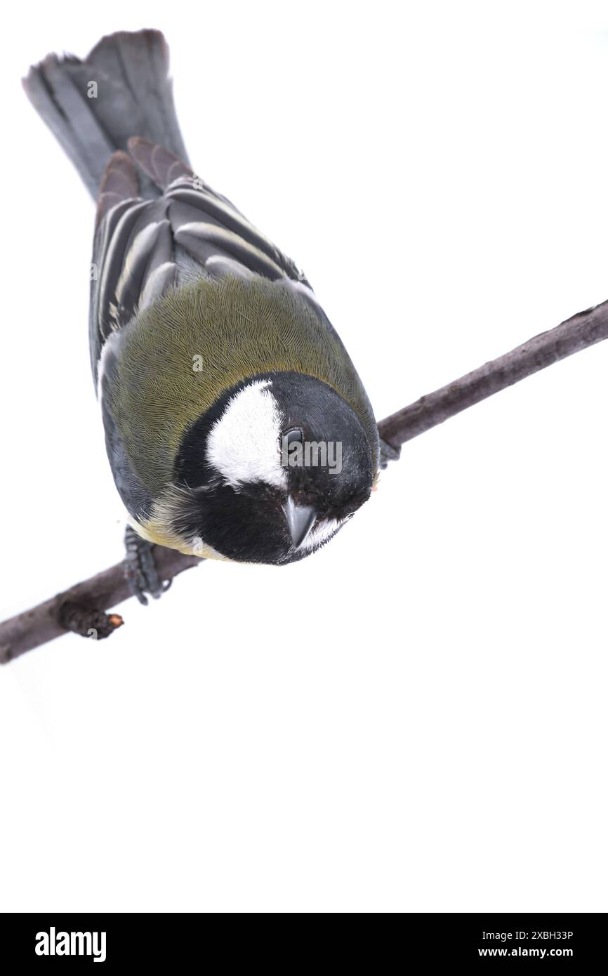 grand titmouse isolé sur un fond blanc, photographiant en studio Banque D'Images