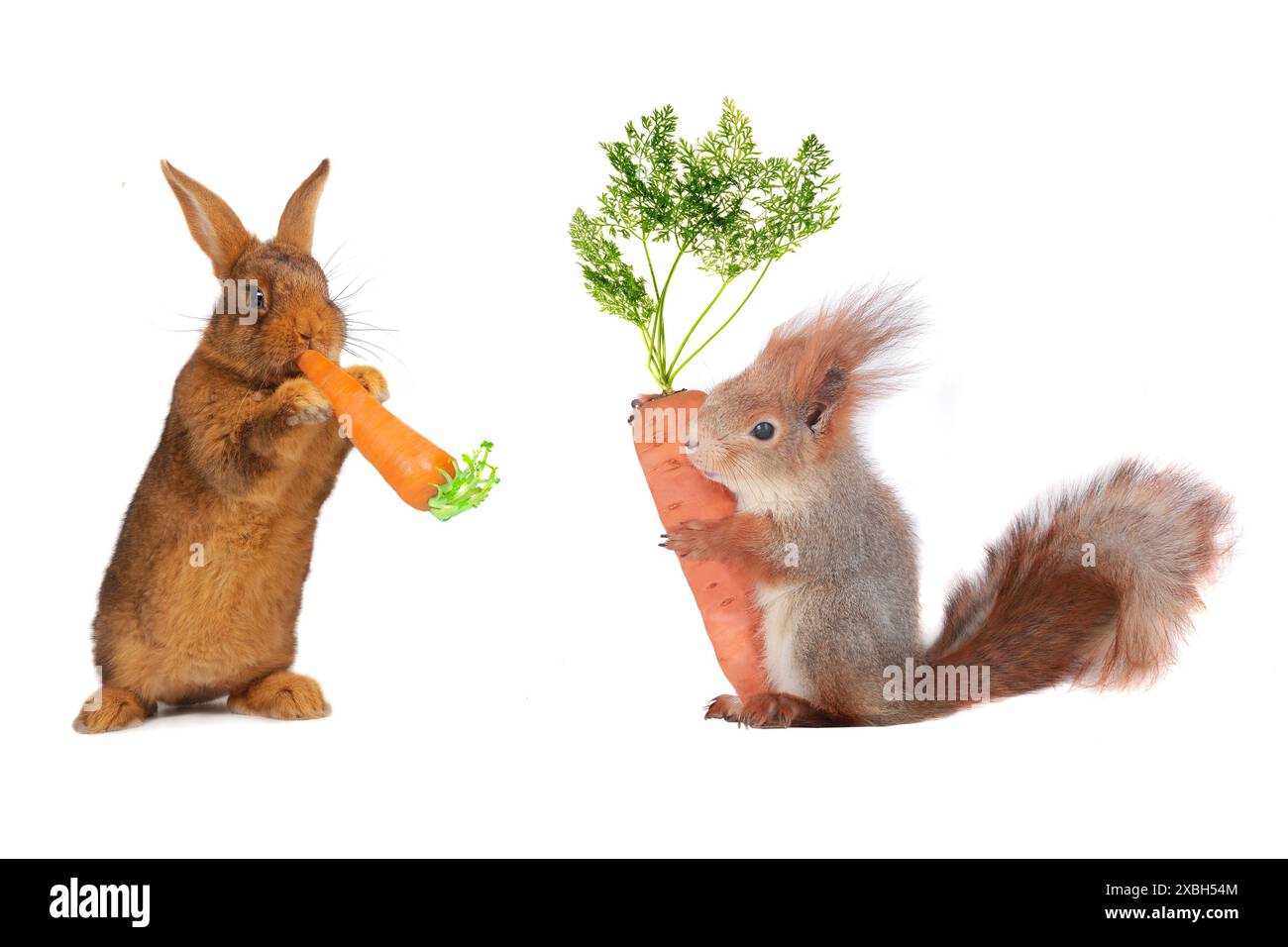 lapin et écureuil gris avec carotte Banque D'Images