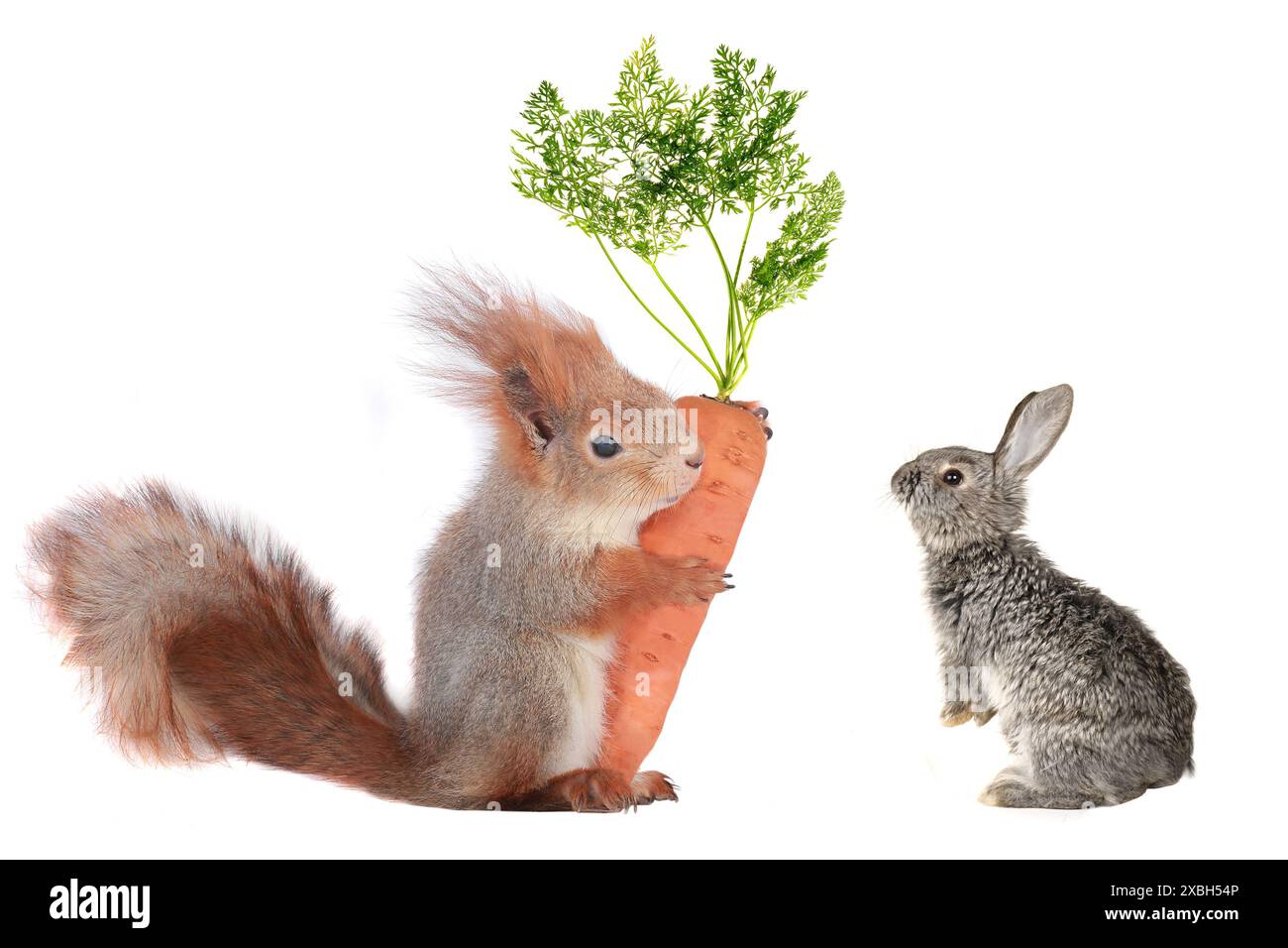 lapin et écureuil gris avec carotte Banque D'Images