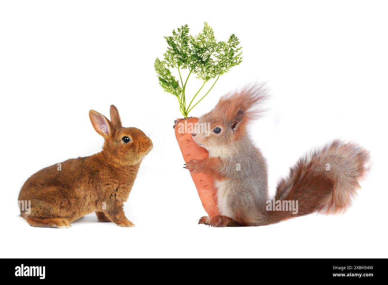 lapin et écureuil gris avec carotte Banque D'Images