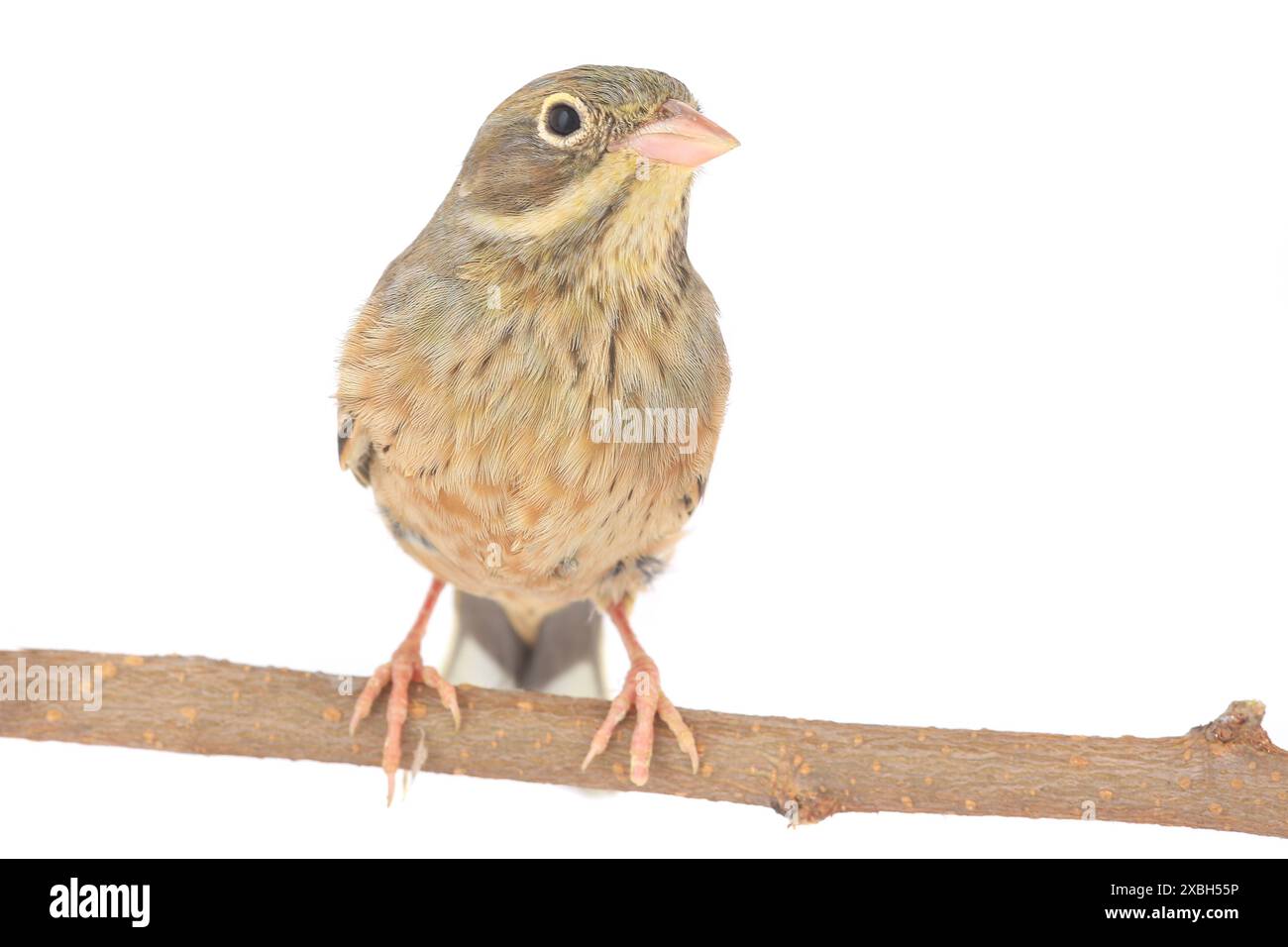 Banderole de roseau, en plumage hivernal (Emberiza schoeniclus) Banque D'Images