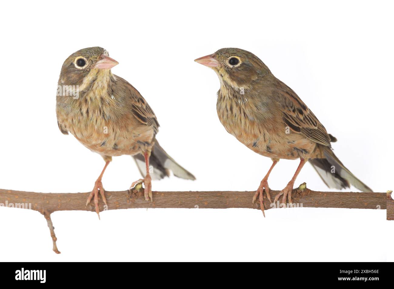 Banderole de roseau, en plumage hivernal (Emberiza schoeniclus) Banque D'Images