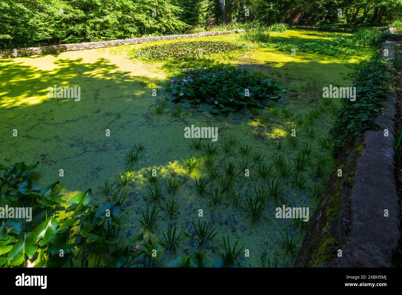 Jardin botanique de l'Université de Sopron, Sopron, Hongrie Banque D'Images