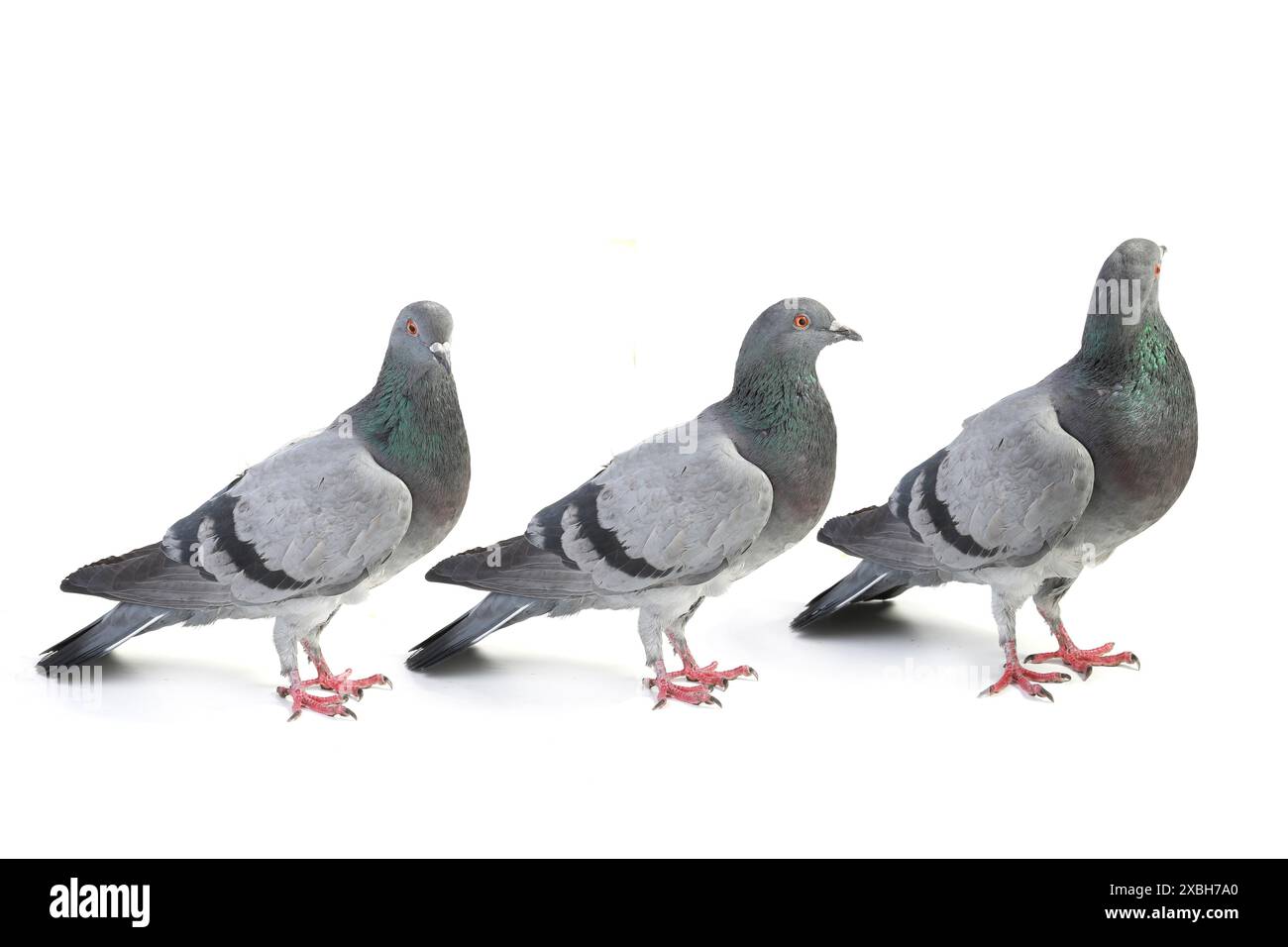 pigeons sur un fond blanc Banque D'Images