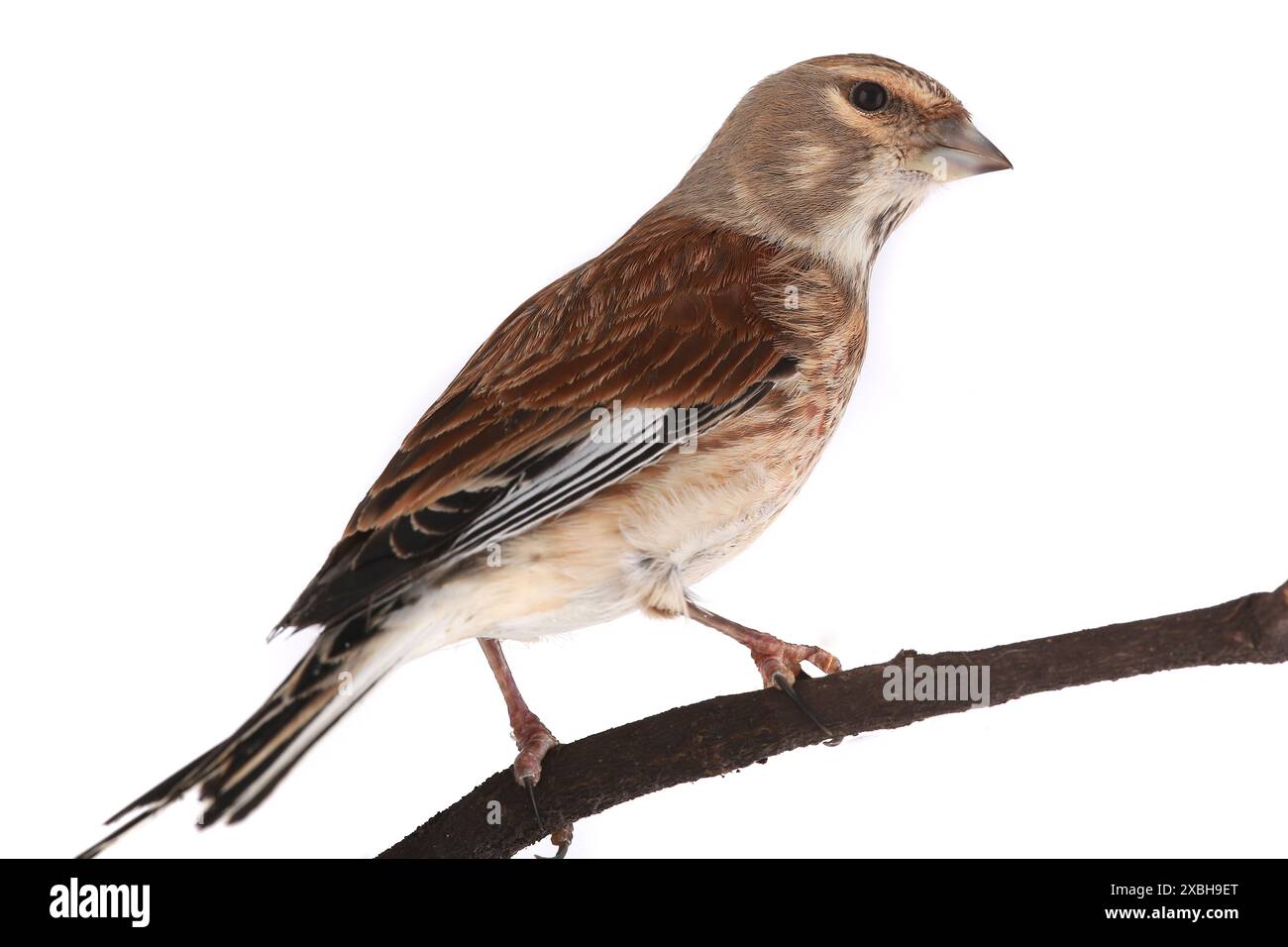 linnet sur fond blanc Banque D'Images