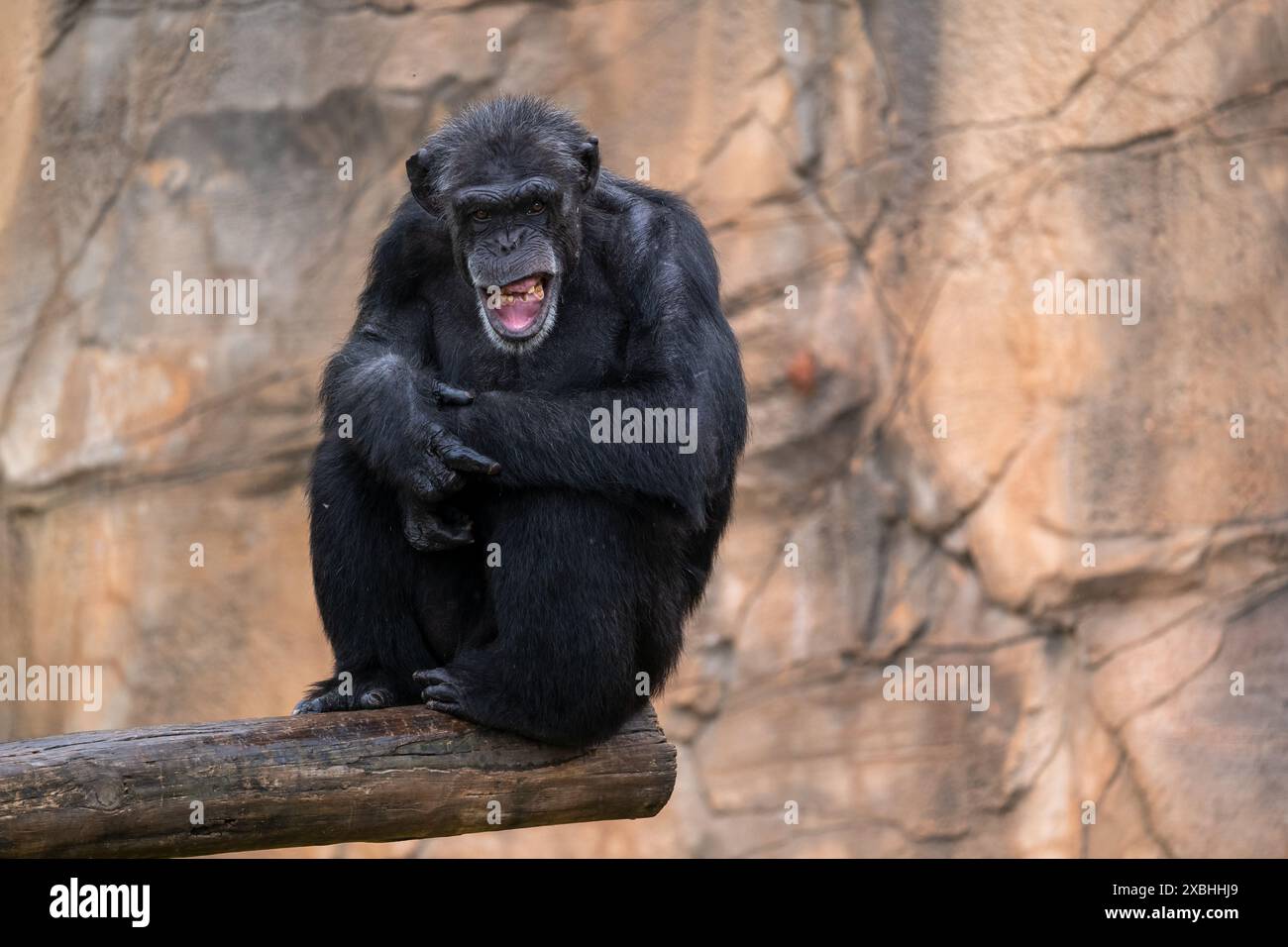 Le chimpanzé (Pan troglodytes), chimpanzé assis sur un poteau en bois à bouche ouverte et discutant, animal de la famille des hominidés au zoo de Lisbonne, Portuga Banque D'Images
