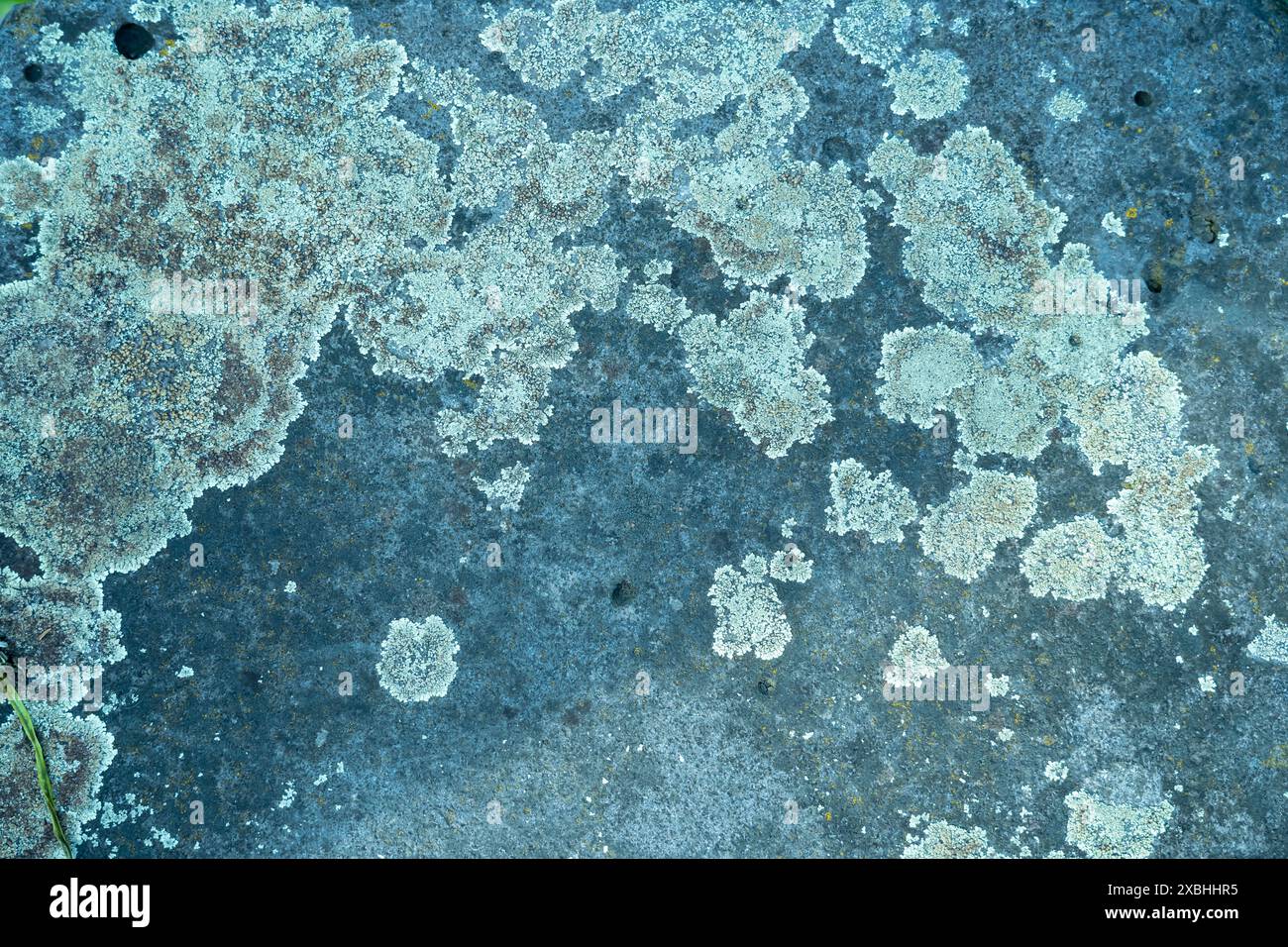 fond de pierre avec des taches de lichen dans la disposition de bannière Banque D'Images