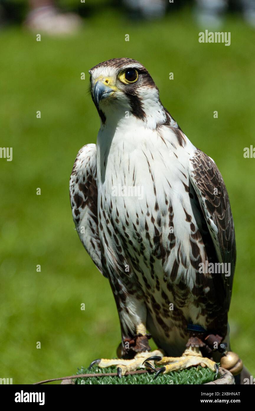 Captive Lanner Falcon (Falco biarmicus) à une exposition country au Royaume-Uni par une journée ensoleillée. Magnifique oiseau de proie Banque D'Images